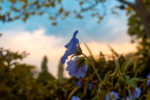 Les plantes aromatiques indispensables pour votre jardin